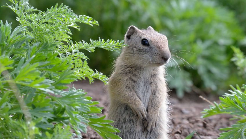 Hiberner fait perdre la mémoire ? - La Salamandre