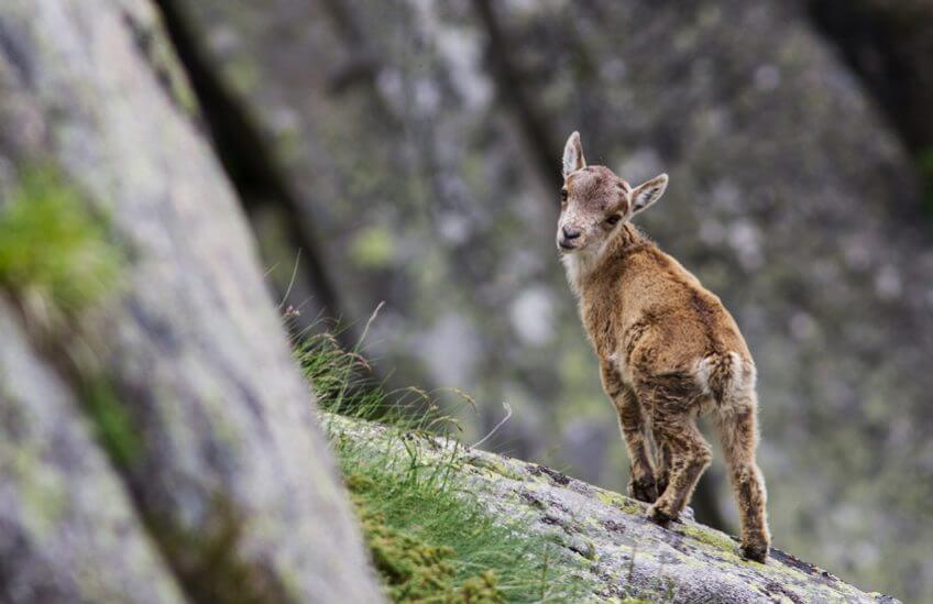 Un petit bouquetin ibérique faisant partie d'une fratrie de deux jumeaux nés en 2016 en Ariège. Le retour du bouquetin ibérique dans les Pyrénées - La Salamandre