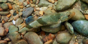 Apron du Rhône dans la Loue Balade au bord de la Loue - La Salamandre Apron du Rhône poisson