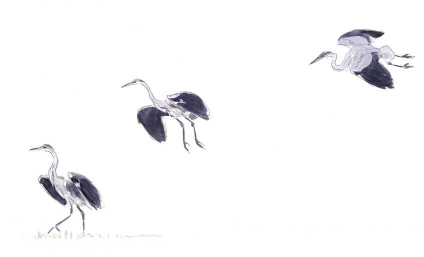 Atterrissage du héron cendré Leçon de style avec le héron dessin