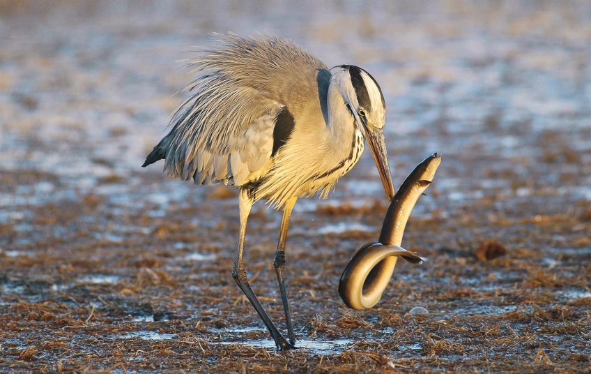 Le héron, pêcheur du crépuscule anguille proie