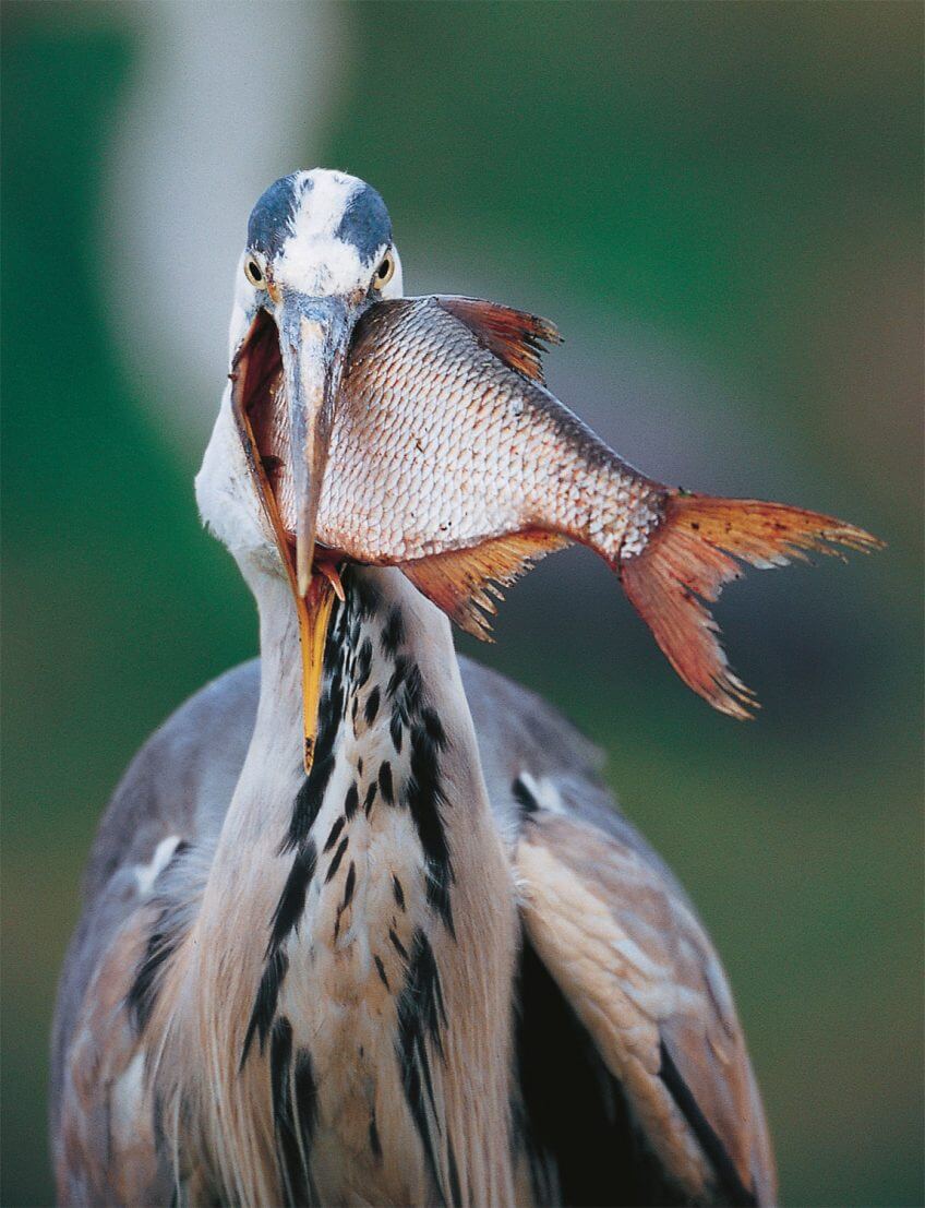 Brème et héron Le héron, pêcheur du crépuscule proie poisson brème