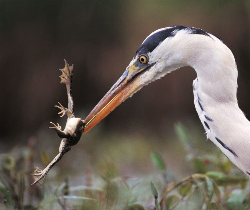 Grenouille et héron Le héron, pêcheur du crépuscule proie grenouille