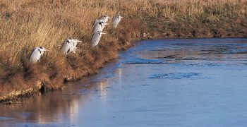 Beaucoup moins territoriaux en hiver, les hérons se partagent souvent des sites de pêche communautaires. Ils peuvent alors être plus de 50 postés l’un près de l’autre.