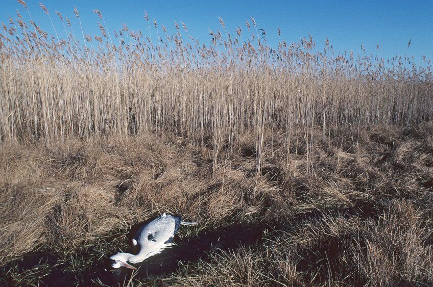 Bien qu’intégralement protégés en France, des hérons sont encore abattus chaque année par les pêcheurs et les chasseurs. Ne tirez plus  sur le héron mort