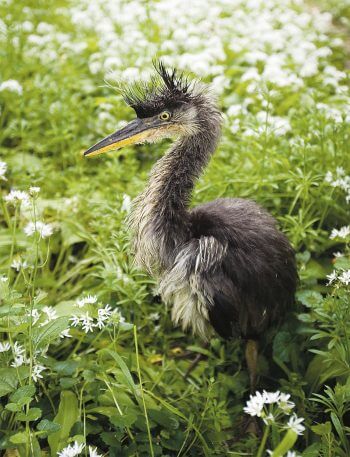 Ce jeune héron, âgé d’à peu près un mois, a survécu à sa chute au pied de la colonie. Son éducation s’est poursuivie dans un centre de soins pour oiseaux. enfants terribles héron jeune