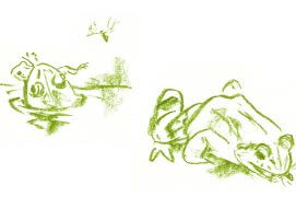 C'est l'heure du repas pour la grenouille verte. / © Jean Chevallier