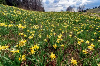Champ de jonquilles