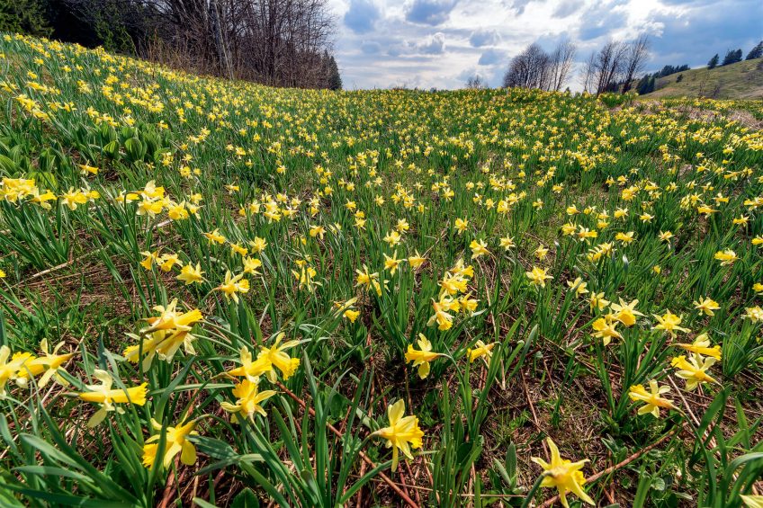 Pourquoi ne faut-il pas ramasser trop de jonquilles au printemps ? - La Salamandre Champ de jonquilles fleur jaune