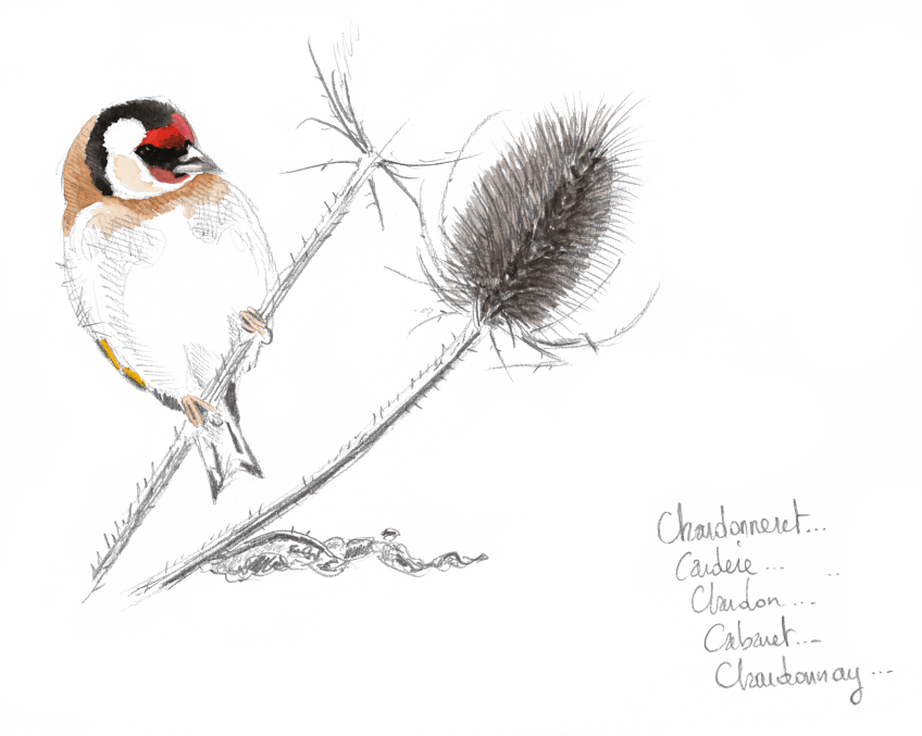 Chardonneret élégant sur chardon Bruants zizis et fous dans les vignes - La Salamandre dessin Chardonneret élégant sur chardon