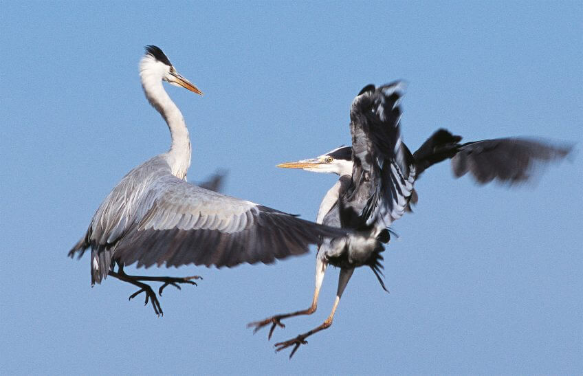 Chez les couples de héron cendré, les querelles sont fréquentes. nid amour héron cendré couple parade vol querelles
