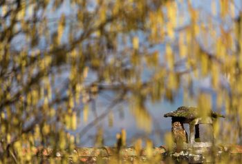 Chouette hulotte dans une cheminée / © Nathalie Houdin