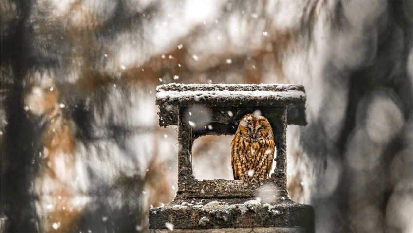 Deux chouettes amies - La Salamandre Chouette hulotte cheminée neige hiver