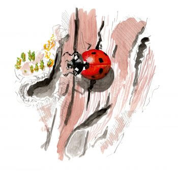 Coccinelle Bruants zizis et fous dans les vignes - La Salamandre Coccinelle dessin