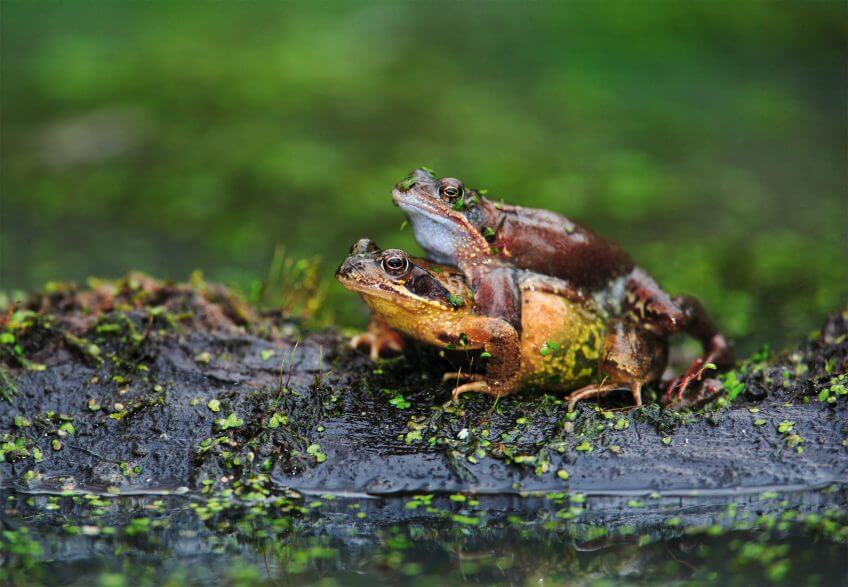Couple de grenouilles rousses (deux mâles) Déroute sur la route pour les grenouilles - La Salamandre mâles Couple de grenouilles rousses