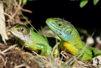 Couple de lézards verts / © Jean-Philippe Paul