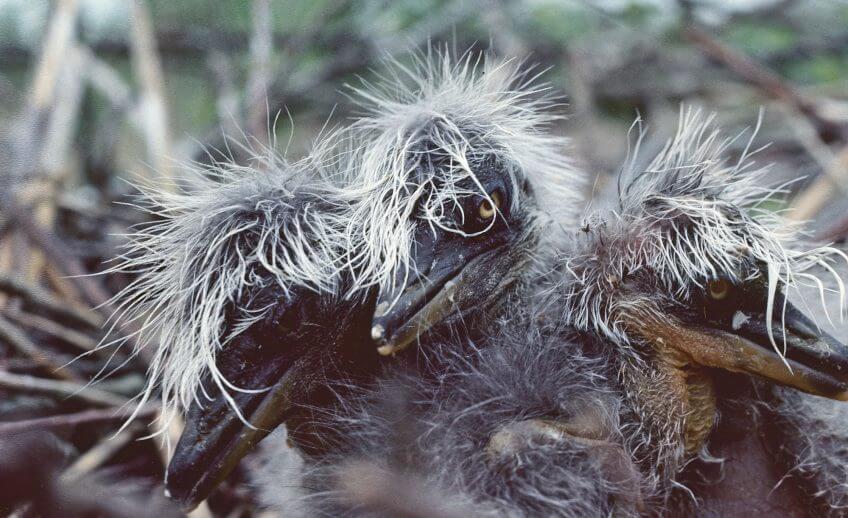 De jeunes hérons de 2 ou 3 jours enfants terribles héron jeune nid