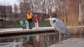 Depuis qu’il est protégé, le héron s’est habitué au voisinage de l’homme. Il reste toutefois méfiant en maintes situations. Depuis qu’il est protégé, le héron s’est habitué au voisinage de l’homme. Il reste toutefois méfiant en maintes situations.