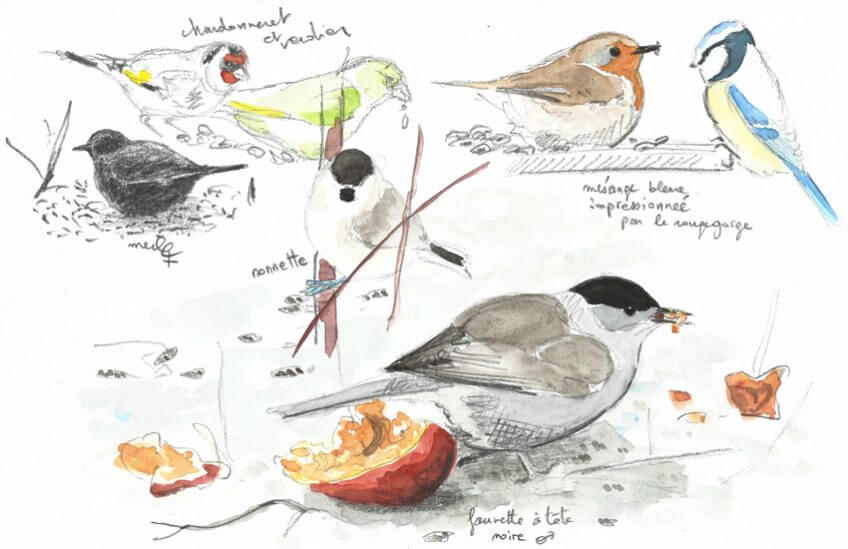 Le pari de la fauvette - La Salamandre