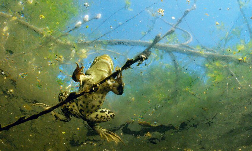 Et si l'on changeait de point de vue ? (grenouille) grenouille dessous Le silence des grenouilles