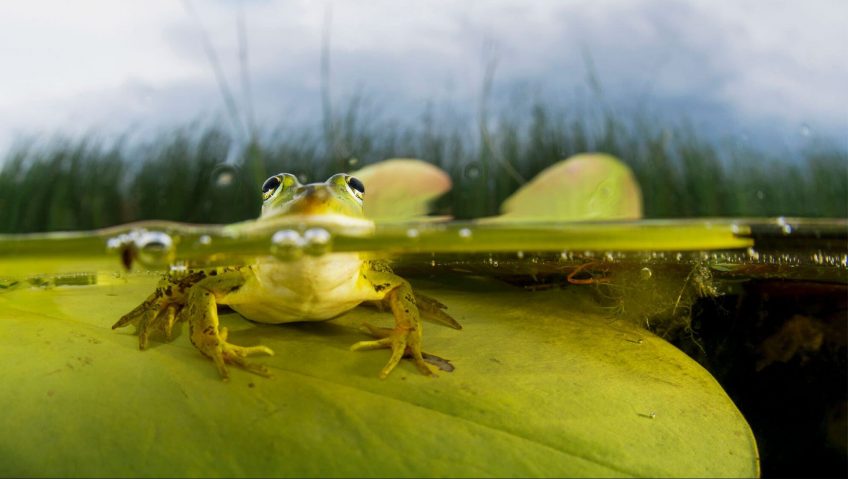 11 infos insolites sur la grenouille - La Salamandre grenouille face à face eau