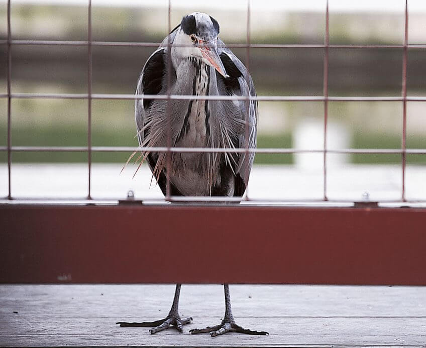 Face à une clôture grillagée, le héron n’a aucune possibilité de commettre ses larcins. Protéger les poissons d'élevage du héron opportuniste clôture grillage