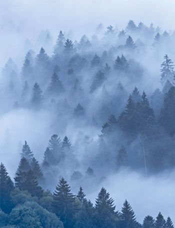 Forêt embrumée / © Nathalie Houdin