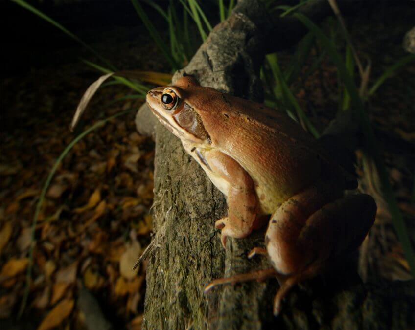 Grenouille agile  Renaissance d'une grenouille en forêt - La Salamandre Grenouille agile forêt