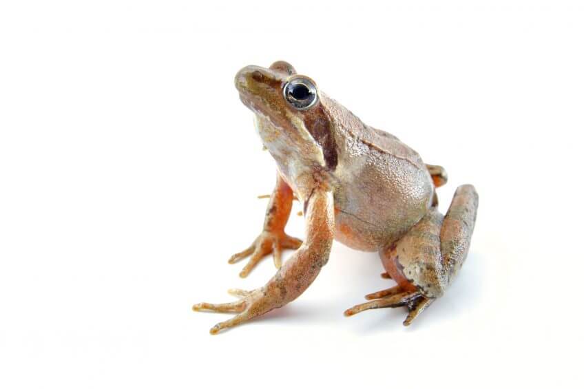 Oh, les belles grenouilles brunes - La Salamandre Grenouille de Lataste sudiste