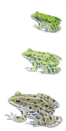 Grenouille de Lessona, vert esculenta et rieuse Casse-tête chez les grenouilles vertes - La Salamandre Grenouille de Lessona, vert esculenta rieuse dessin