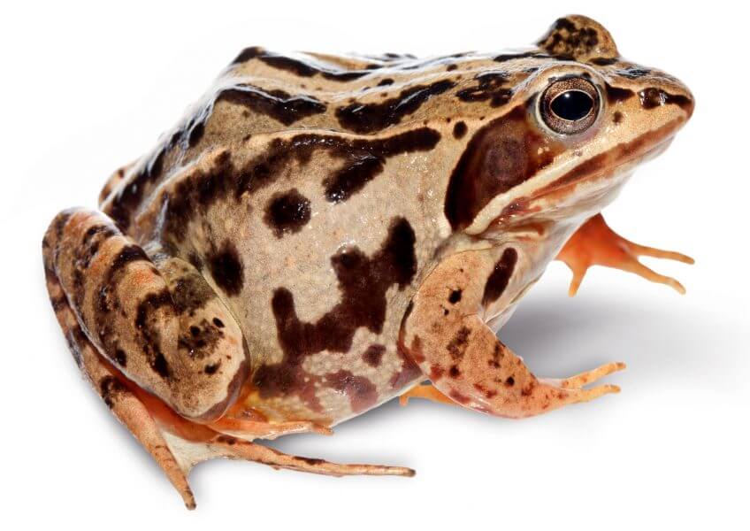 Oh, les belles grenouilles brunes - La Salamandre Grenouille des champs continentale