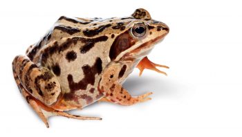 Grenouille des champs