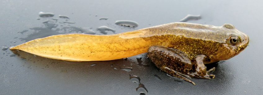 Grenouille en métamorphose La seconde naissance des amphibiens - La Salamandre Grenouille en métamorphose