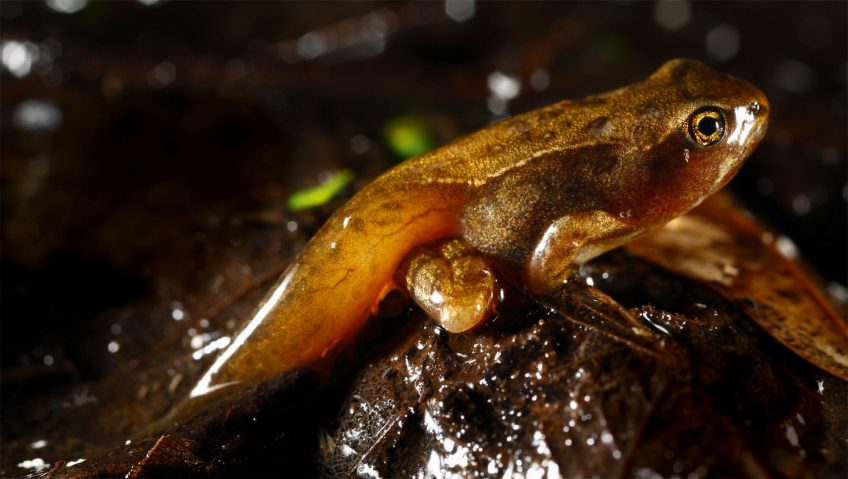 La seconde naissance des amphibiens - La Salamandre Grenouille en métamorphose