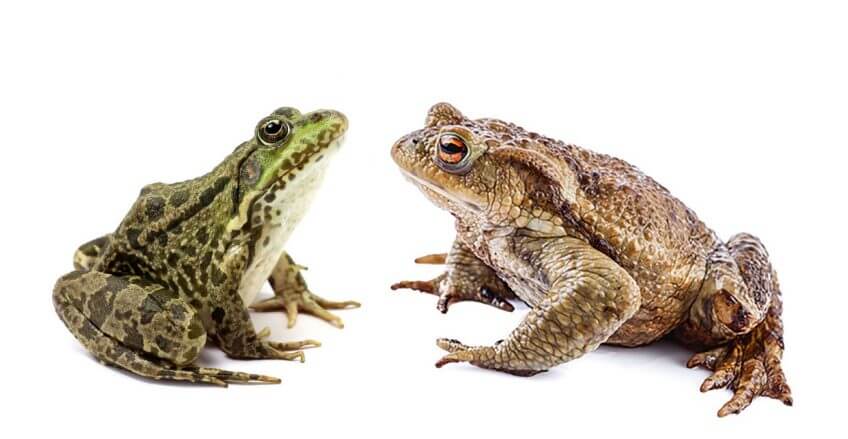Grenouille ou crapaud ?  Renaissance d'une grenouille en forêt - La Salamandre Grenouille ou crapaud face à face