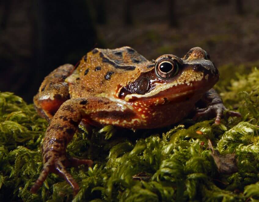 Grenouille rousse Renaissance d'une grenouille en forêt - La Salamandre Grenouille rousse forêt