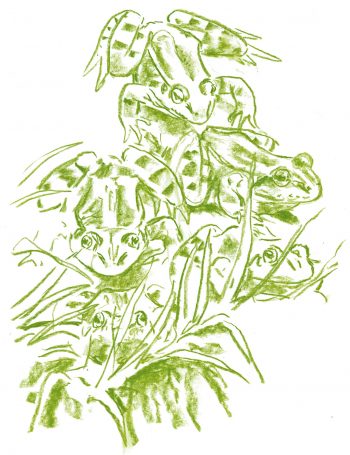 Grenouille verte Casse-tête chez les grenouilles vertes - La Salamandre dessin Grenouille verte