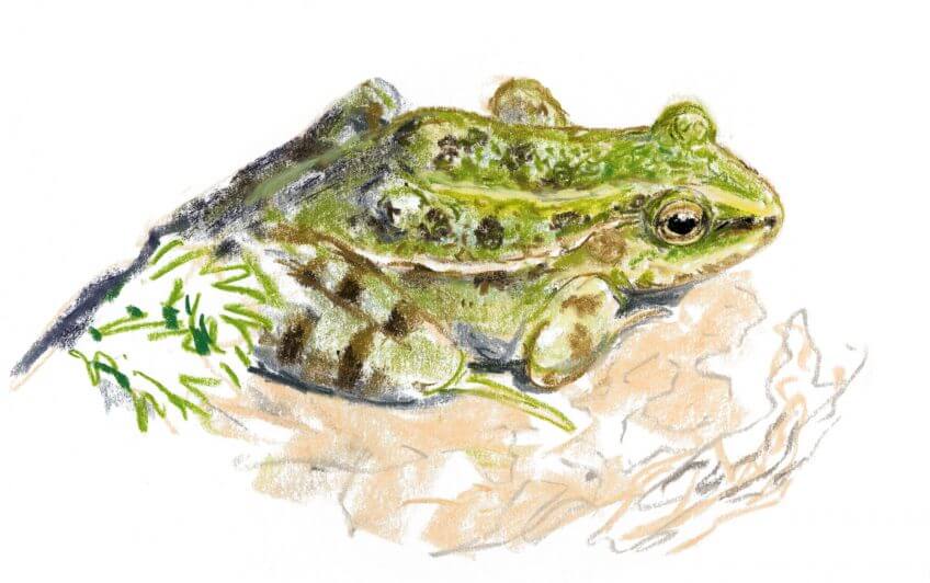 Grenouille verte Casse-tête chez les grenouilles vertes - La Salamandre Grenouille verte dessin