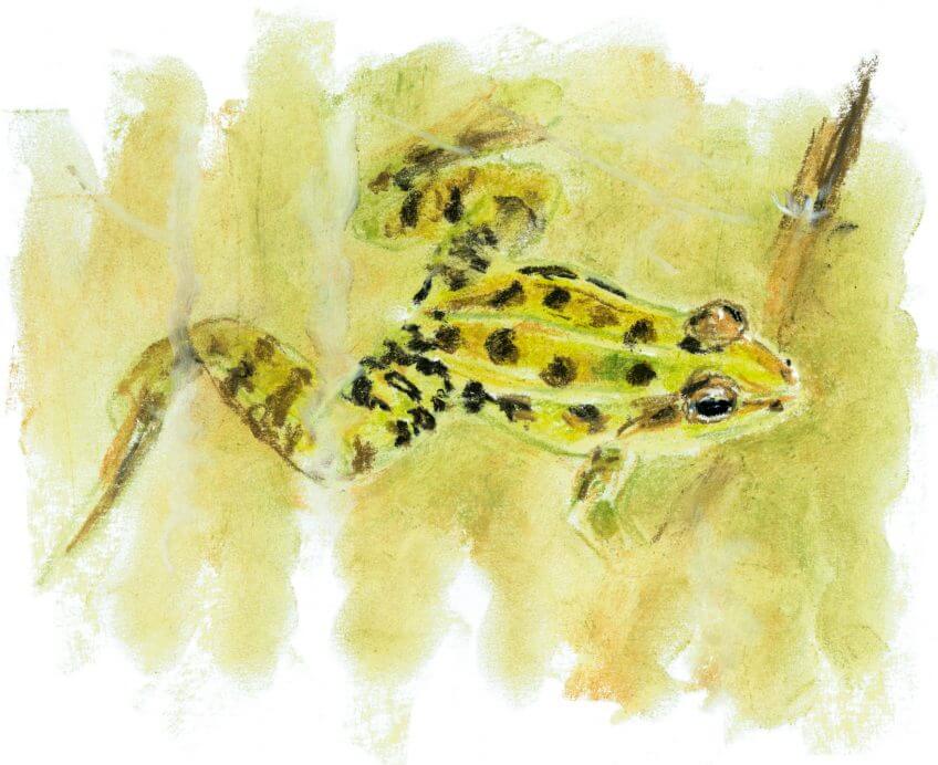 Grenouille verte Casse-tête chez les grenouilles vertes - La Salamandre dessin Grenouille verte