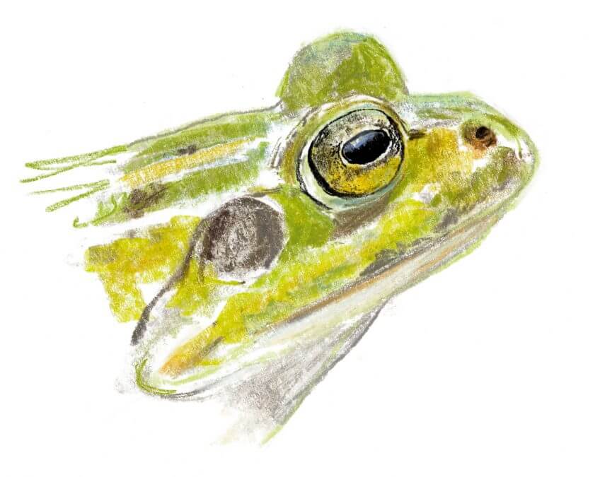 Grenouille verte Casse-tête chez les grenouilles vertes - La Salamandre Grenouille verte dessin yeux portrait
