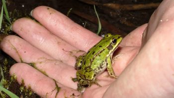 Grenouille verte entre de bonnes mains