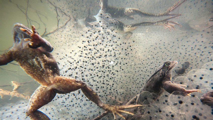 Mariages survoltés chez les grenouilles - La Salamandre Grenouilles rousses et oeufs masse reproduction