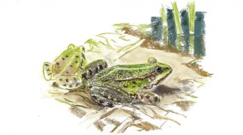 Grenouilles vertes au bord de l'eau Grenouilles vertes au bord de l'eau