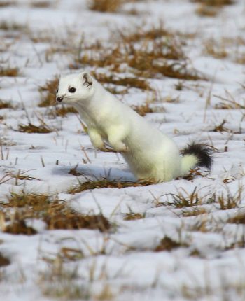 Hermine en fin d’hiver / © Jean-Philippe Paul