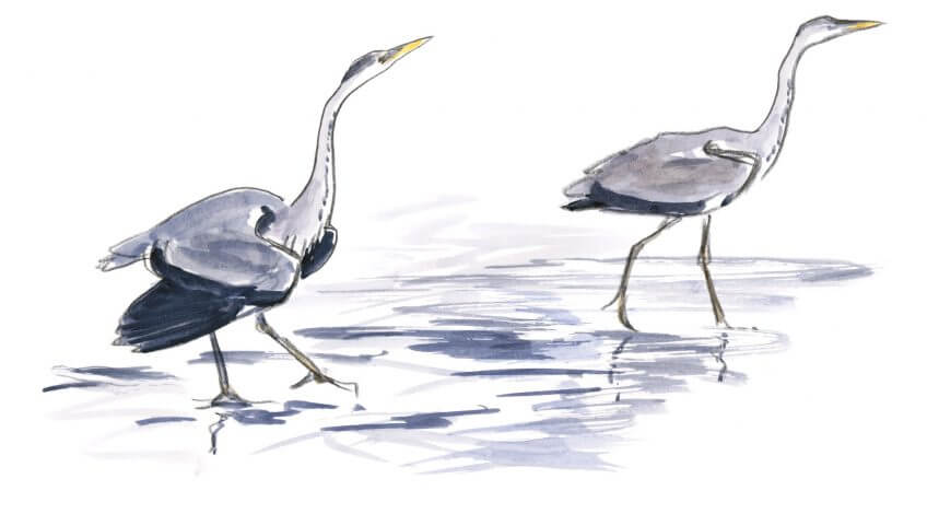 Héron cendré Leçon de style avec le héron dessin