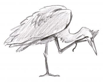 Héron cendré Leçon de style avec le héron dessin