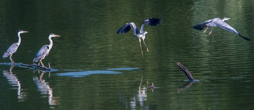 Héron cendré nid amour héron cendré vol eau