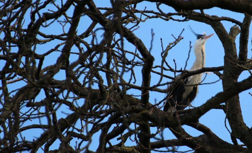 Héron cendré nid amour héron cendré arbre branche