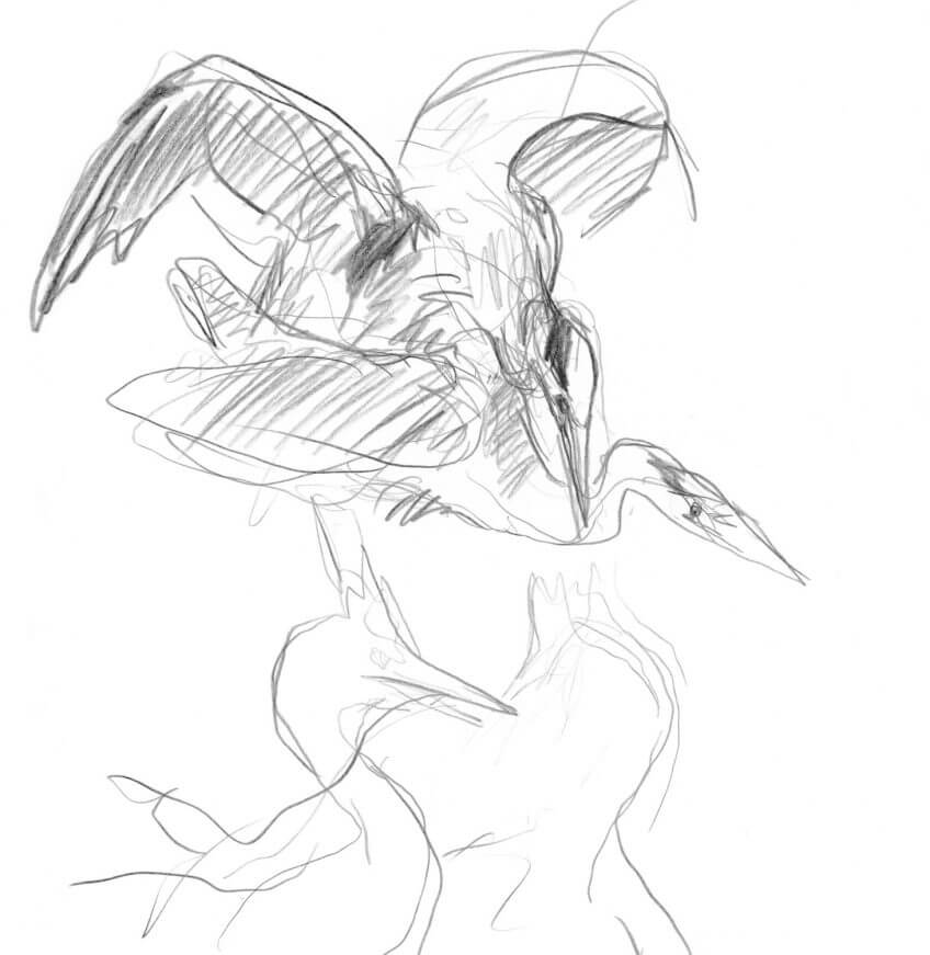 Héron cendré nid amour héron cendré dessin