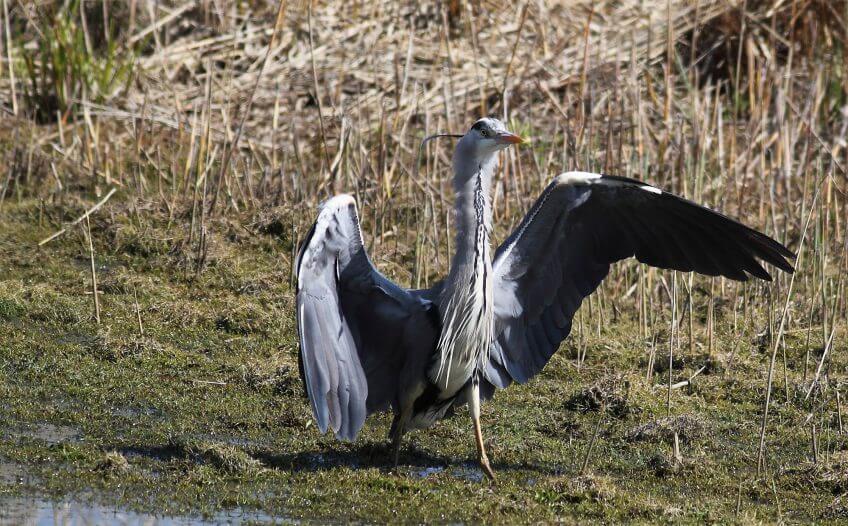 Héron cendré enfants terribles héron aile